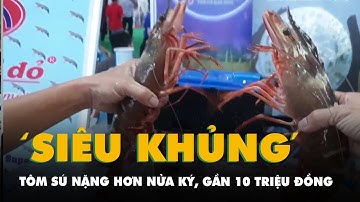 Cận cảnh tôm sú 