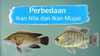 Pemancing Wajib Tau Perbedaan Ikan Nila Dengan Ikan Mujair