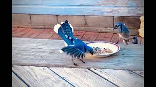 Funny-Blue-Jay-Family-SLO-Mo