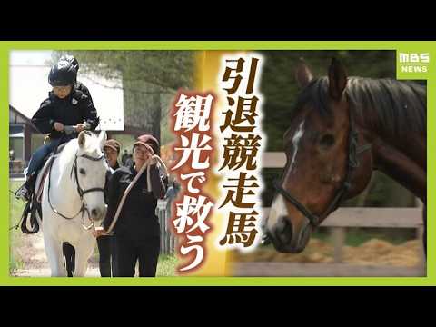 The "second life" of retired racehorses: The reality is that some horses don't live long... Farm ...