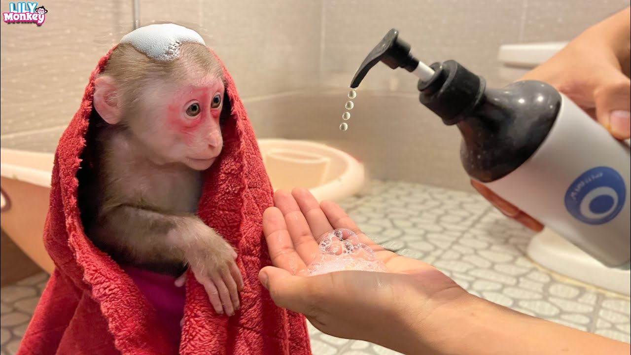 Dad bathes and takes care of monkey Lily