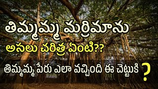 660 సంllరాల చరిత్ర ఉన్న మహా వృక్షం 😮 తిమ్మమ్మ మర్రిమాను గురించి తెలుసుకుందాం Thimmamma Banyan Tree🌳