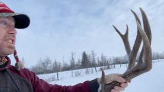 HUGE CHOCOLATE MULE DEER AND WHITETAIL SHEDS!