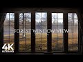 4K Forest window view birds singing - Relaxing, Calming, Ambience, white noise