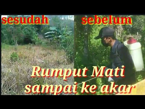 Video: Bisakah Gulma Baik Untuk Anda?