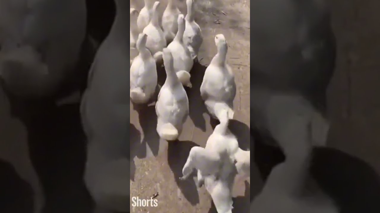 Canard Boiteux The Genius Of Uneven Duck