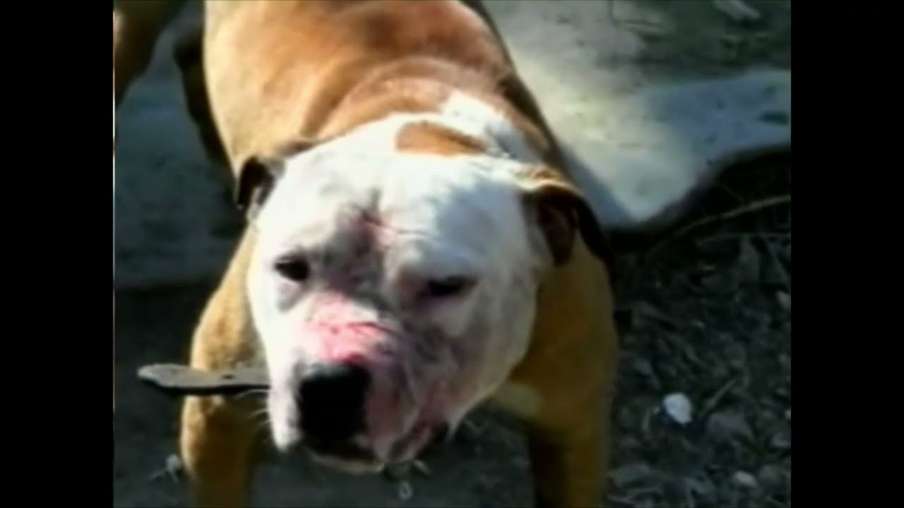 ABLIZIN'S GAME DOGS  -  part 7 of 7