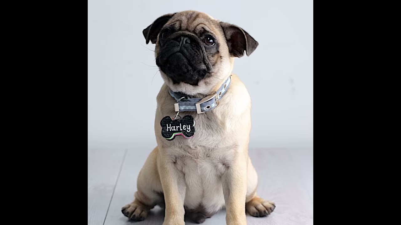camera iphone 8 plus apk Dog Tags