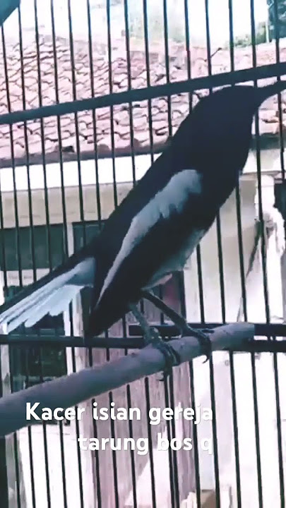 Kacer isian gereja tarung . #burung #burungkacer #kicaumania