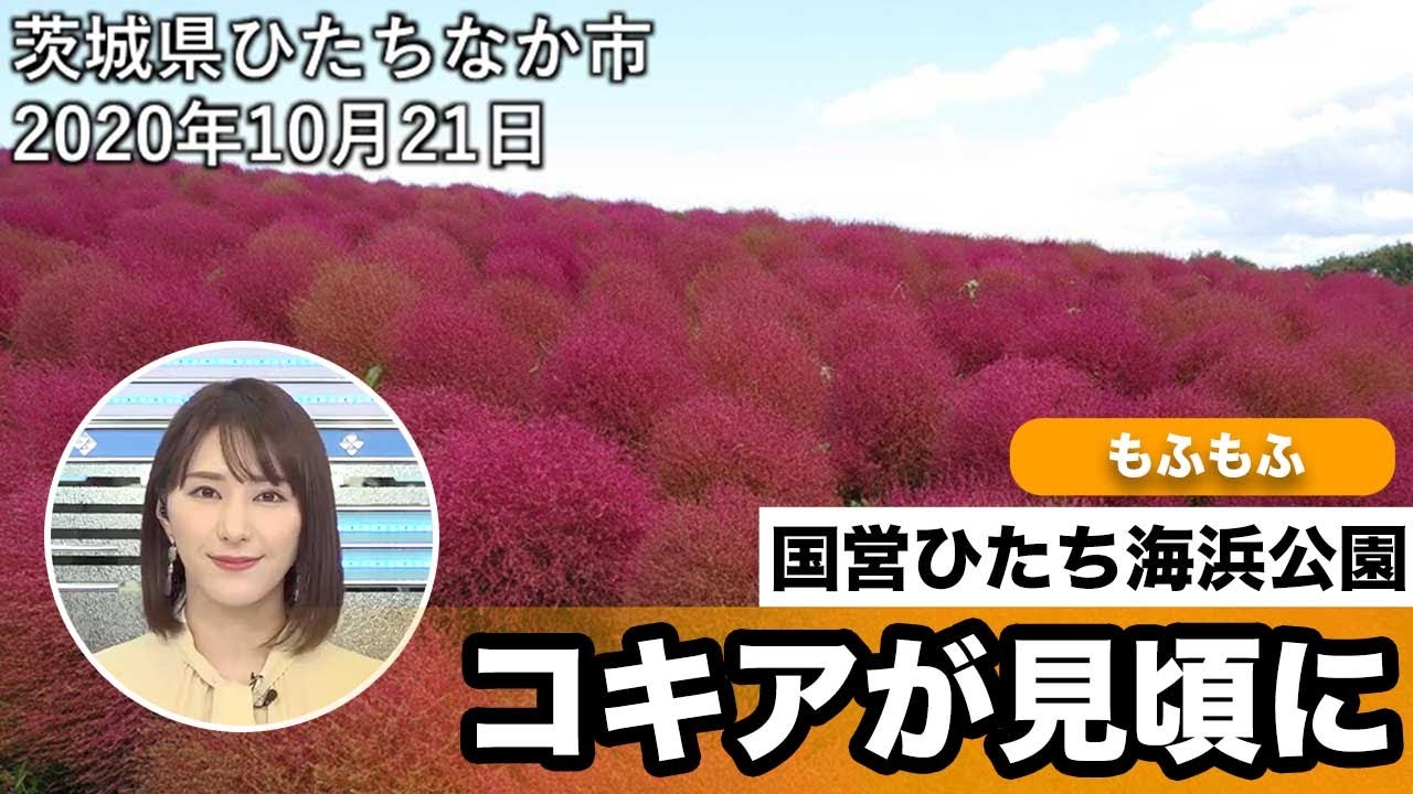 茨城県ひたちなか市の国営ひたち海浜公園 コキアが見頃に Youtube