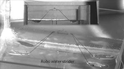 Robo water strider takes flight | Science News