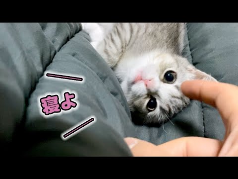 布団に入ってきて、ふみふみしながら寝ちゃう子猫がこちらです【スコティッシュフォールド】