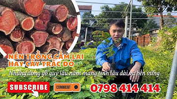 Cây cẩm lai với cây trắc đỏ nên trồng dòng loại nào hiện này? || 0798 414 414