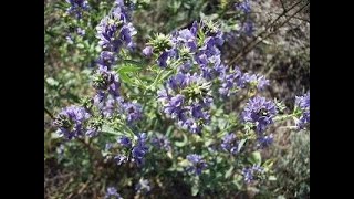 Herb of the Week Alfalfa