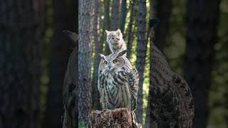 Owls Warmth Cradles A Tiny Meow