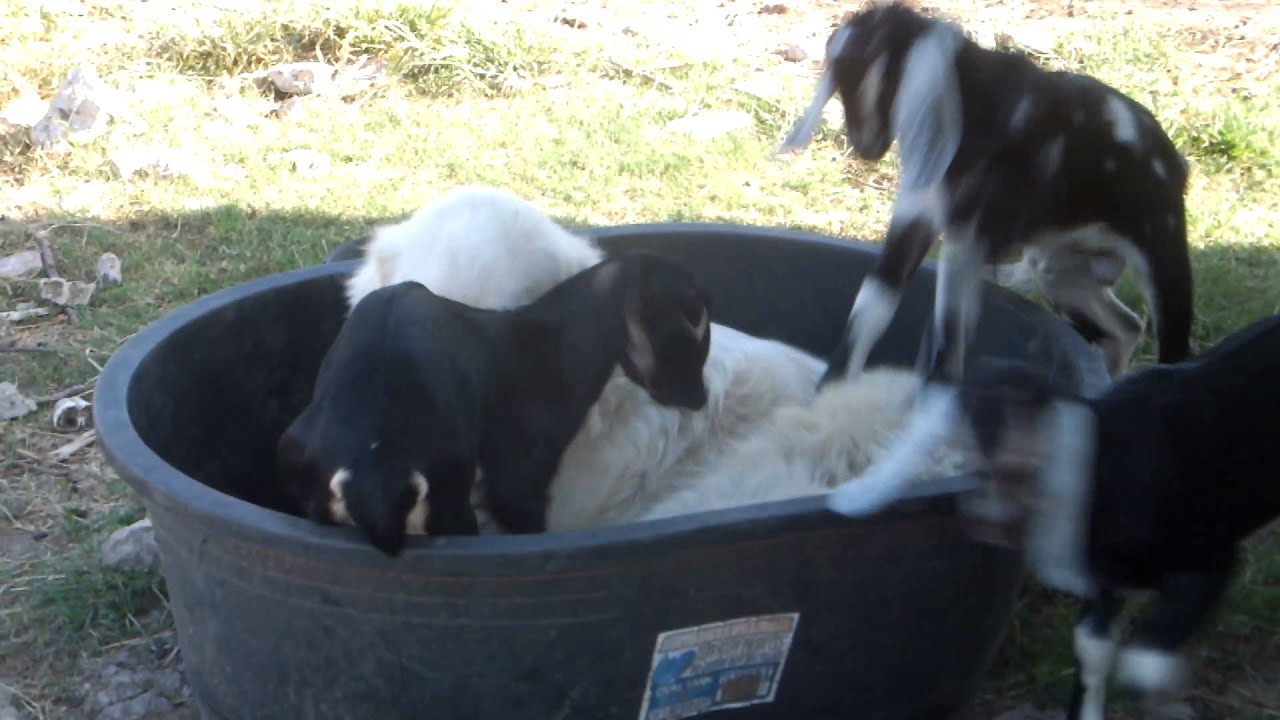 homesteading in nevada Great Pyrenees and kid goats playing