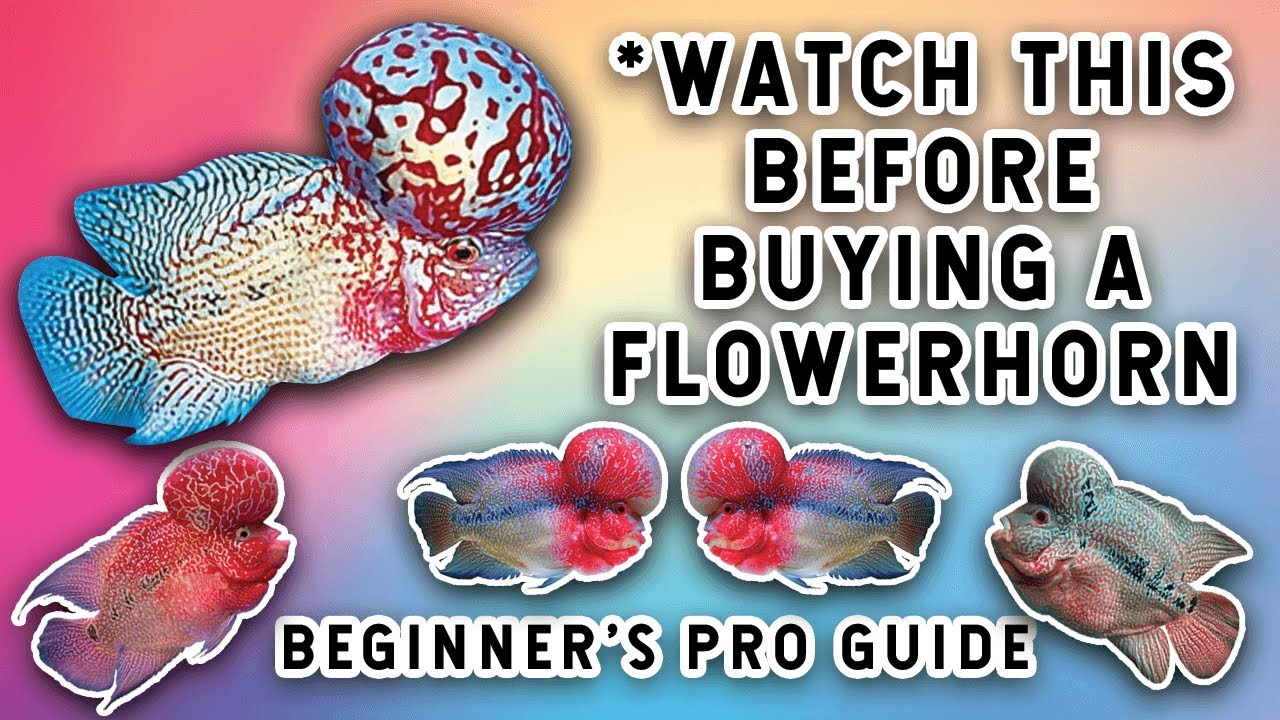 Flowerhorn Fish | Basic Guide For Beginner Fish Keepers | Care Tips For Flowerhorn Fish | Hindi |