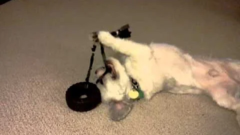 Bandit puppy plays with tugga