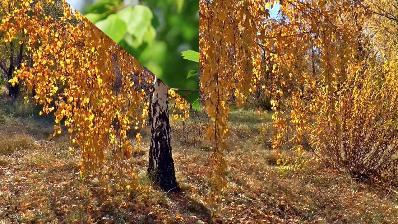 Березка ока егнышевка