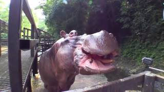 Hippo Crushes Watermelon
