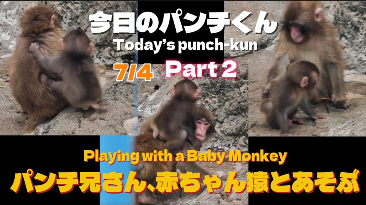 2026/7/4【癒しMAX】パンチくん、赤ちゃん猿と仲良く遊ぶ🐵💕【Too