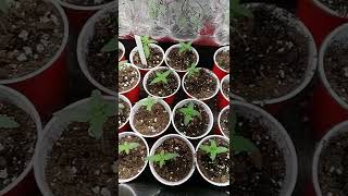 cannabis seedlings 🌱 ♥ cannabis seedlings 🌱 ♥