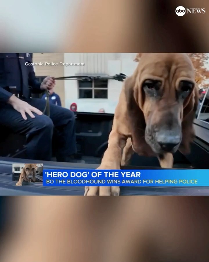 Bo the bloodhound wins 'Hero Dog' award for helping police