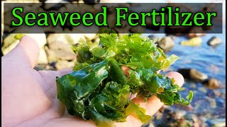 Seaweed Fertilizer  4 Easy Ways To Amend Your Garden With Seaweed