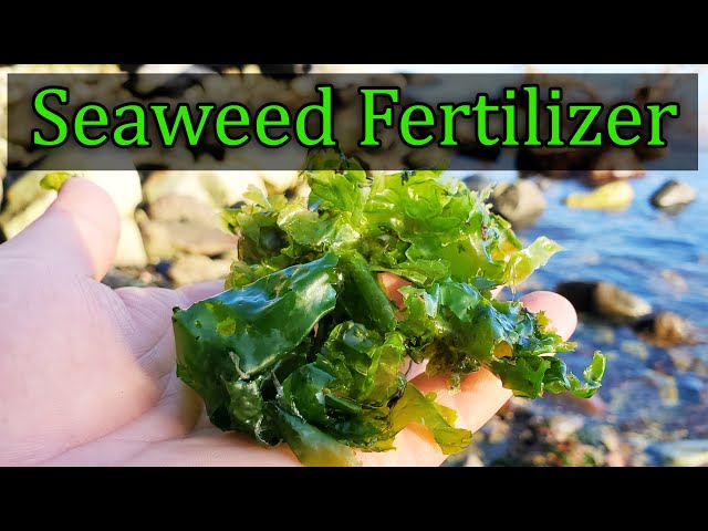 How to Use Seaweed to Feed Plants.. 😳🌱 #seaweed #plants