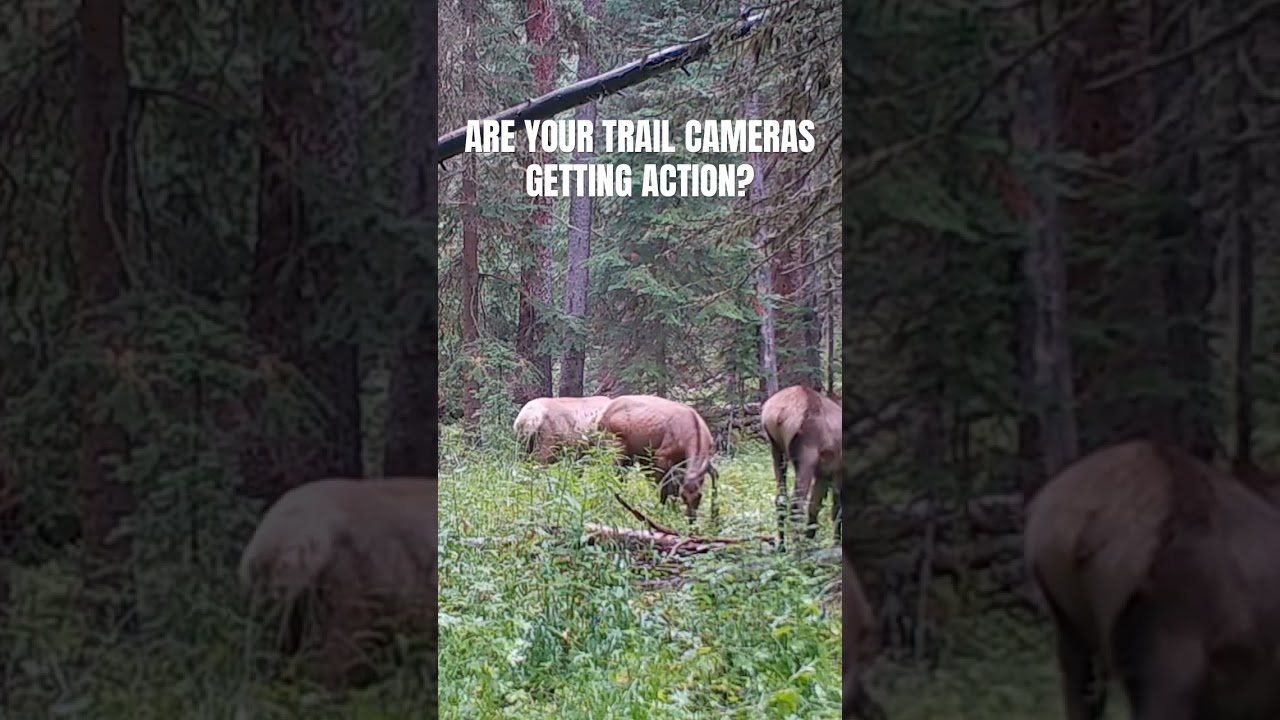 Have you placed your trail cameras in the right areas?