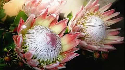 南非的国花、帝王花（普蒂亚花） - 天天要闻