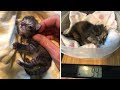 The Smallest Kitten Ever Seen with Amazing Transformation After Rescue When She Was 3 Days Old Only