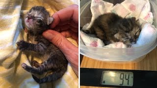 The Smallest Kitten Ever Seen with Amazing Transformation After Rescue When She Was 3 Days Old Only