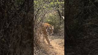 😱 Tadoba Safari ची खरी सुरुवात इथून होते! #wildlife