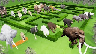 Maze Madness Race 23 Wild Animals, which is the fastest animal? screenshot 3