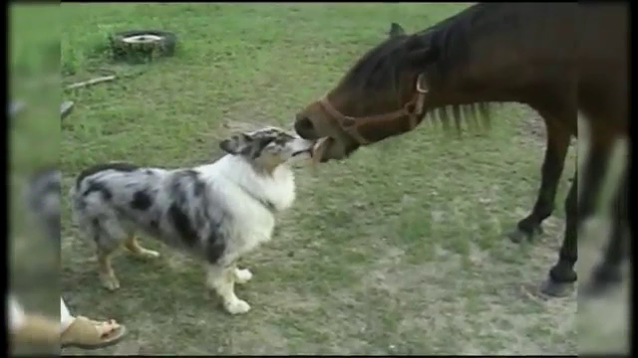 persami smp Valentine's Day Animal Companions