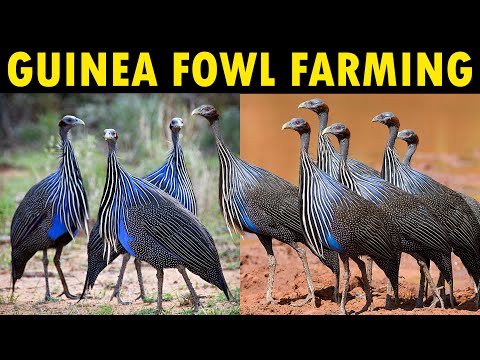 Video: What Birds Are Called Guinea Fowls