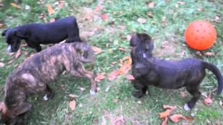 Rescue pups - Rottie mix