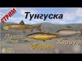 Русская Рыбалка 4 Тунгуска: Ленок, Форель, Хариусы - стрим 2021.05.29/Jurassic2