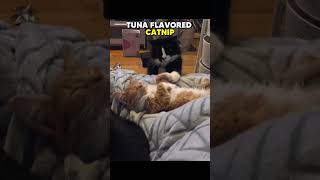 Cat tries to GENTLY wake up kitten