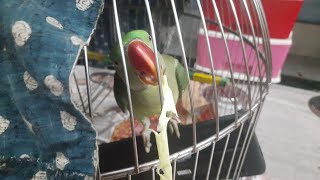 Green Parrot murdering a Straw then violently Dancing