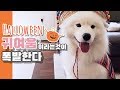 할로윈 코스튬 입고 파티를 다녀왔어요 l Samoyed tries on halloween costumes and goes to a party