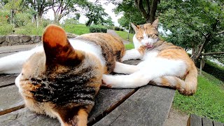 【三毛猫姉妹】テーブルの上で死んだように眠る猫と毛繕いに夢中な猫