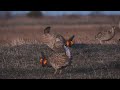 Prairie chickens vanishing from Illinois grasslands