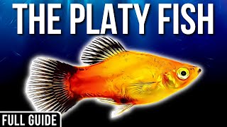 Platy Fish Info And Care | How To Care For Platy Fish