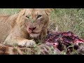 Kruger Lion feeding from Giraffe on the Road