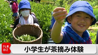 東京・板橋区で小学生が茶摘み体験（2024年5月2日）