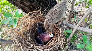 Caring Common Babbler Parents: Feeding & Bathing @Birdsbabies7786