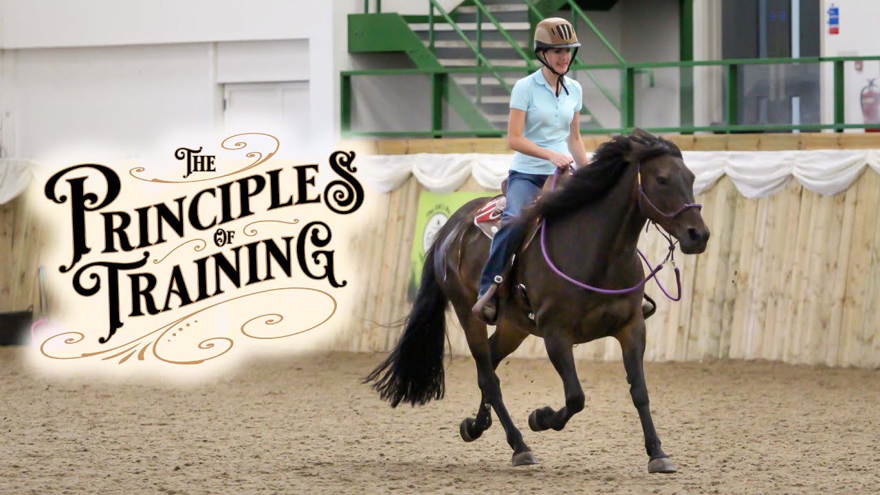 The Principles Of Training Season 3 Episode 11 Helping A Horse With A the-principles-of-training-season-3-episode-11-helping-a-horse-with-a