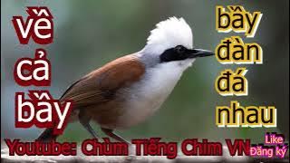 tiếng chim bồ chao đầu bạc chuẩn nhất không tạp âm. hai đàn đấu nhau